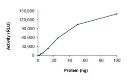 Sino Biological&nbsp;Recombinant Human c-Kit Protein (d557-558, V654A, Y823D, GST Tag), Active